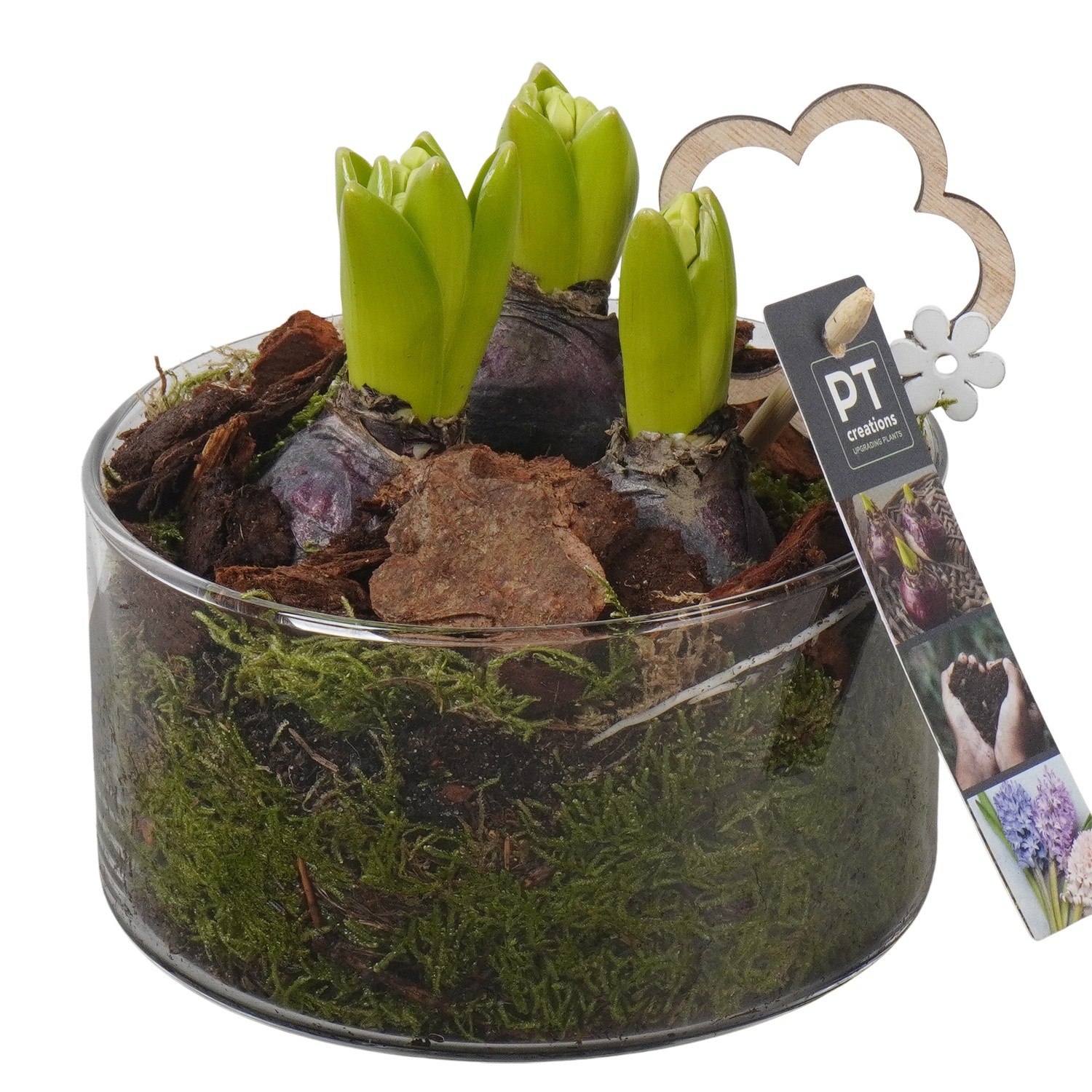 PTHC9201 Arrangement Hyacints in glasschaal, D 14