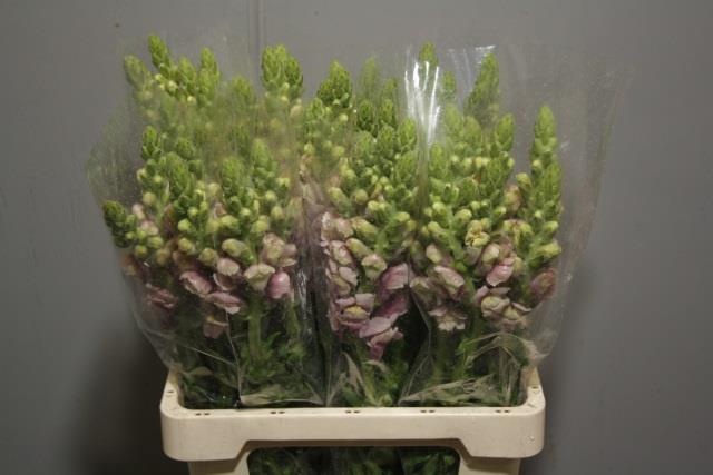 Антирринум Потомак Лавендер, шт.