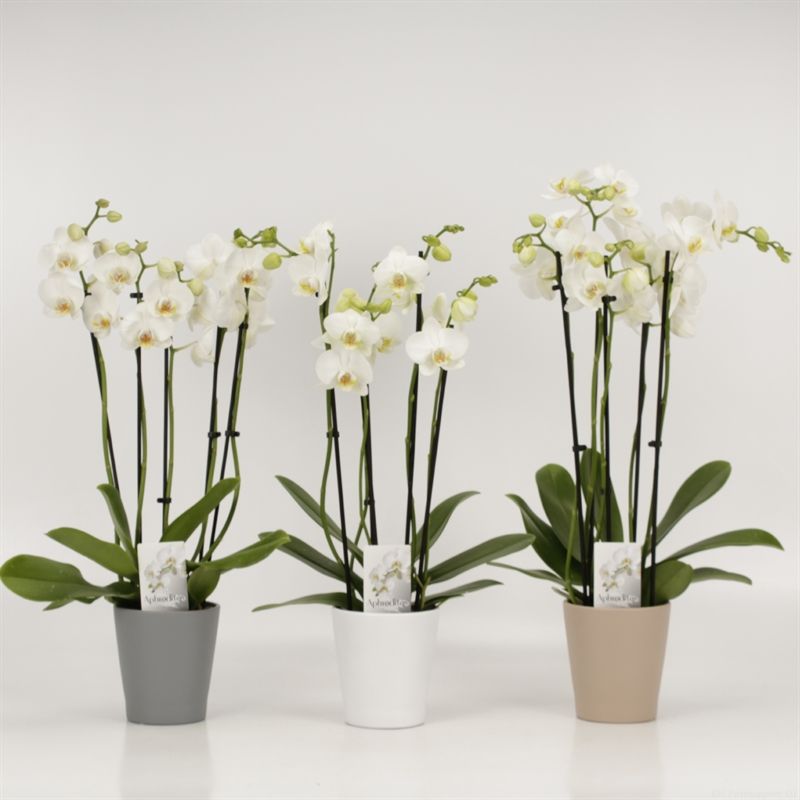 Phalaenopsis overig wit 5 tak wit in Modern living keramiek, D 12