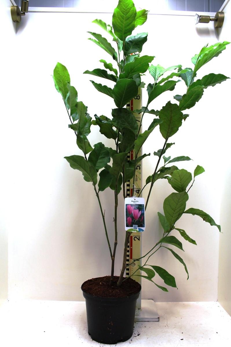 Magnolia 'Betty', D 22