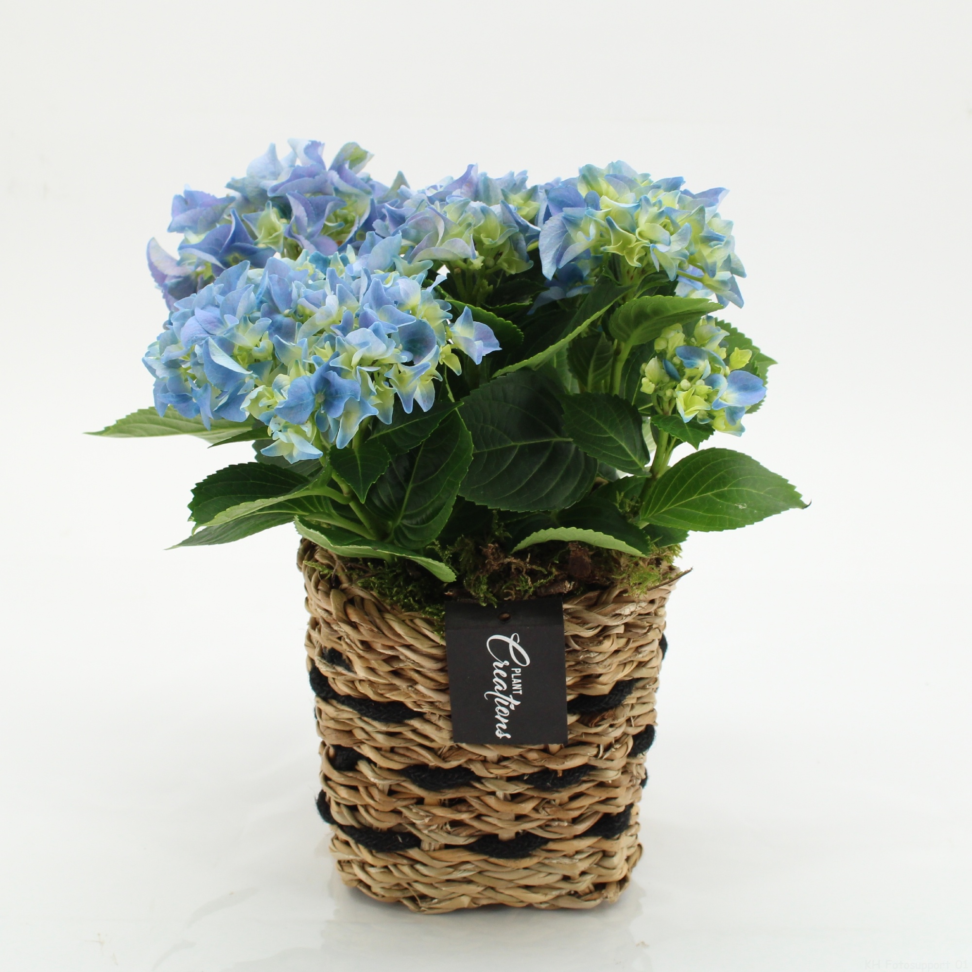 KHCR-2603B Hydrangea creations, D 12