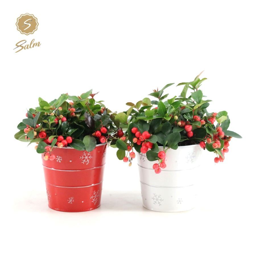 Gaultheria pr. 'Big Berry'® P12 in Zinc X-mas Duo, D 14 cm