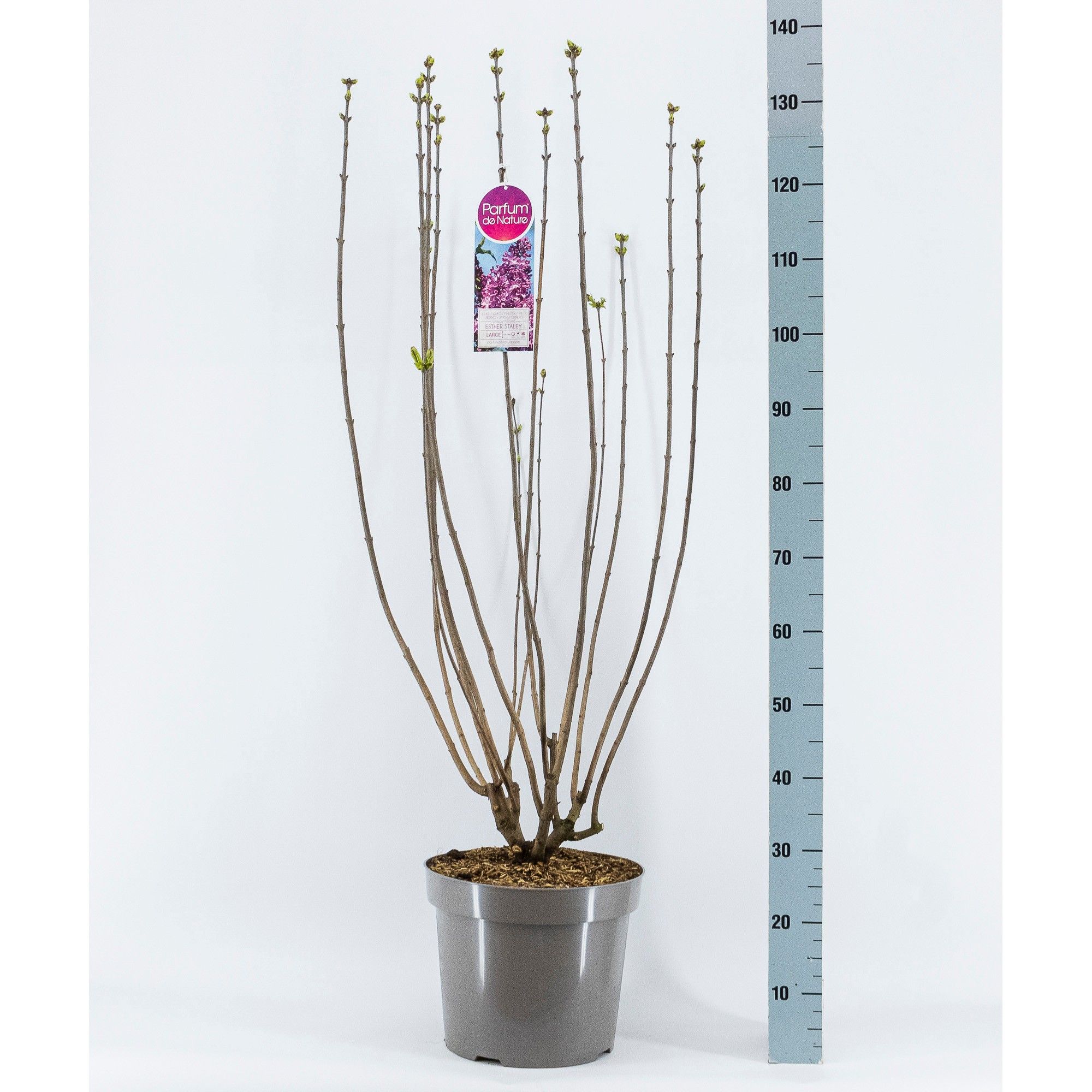 Syringa vul. Esther Staley, 3-jarig, C15 Solitair, D 32