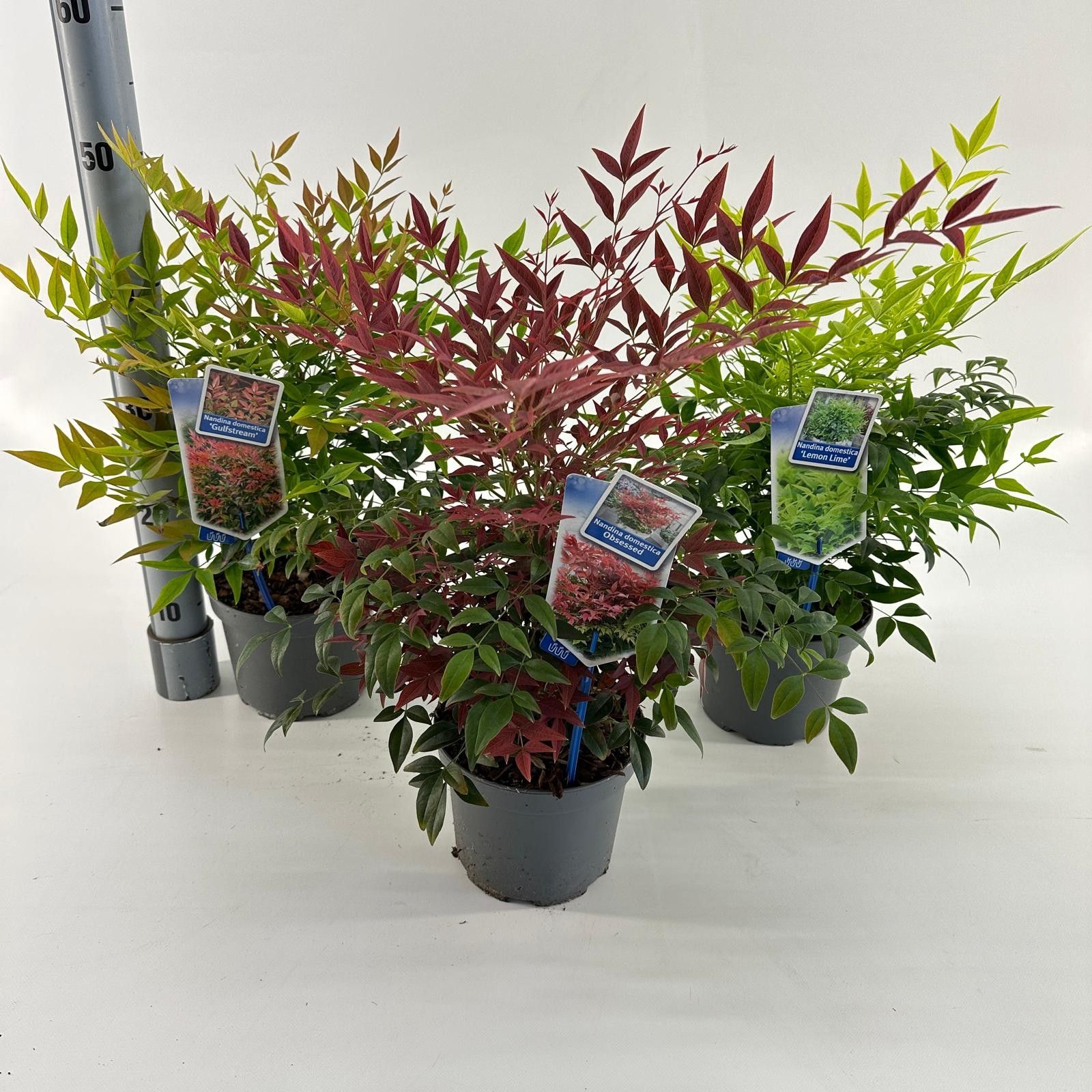 Nandina mix (minimum order one layer), D 17