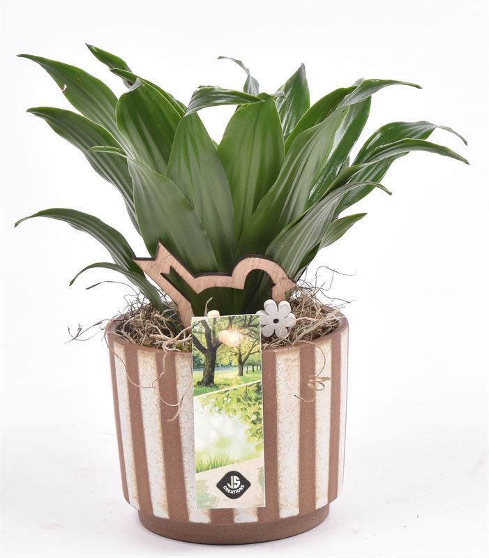 Keramiek safari look 11cm, D 11