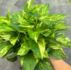 Эпипремнум ауреум голден квин 12 23 (предзаказ)