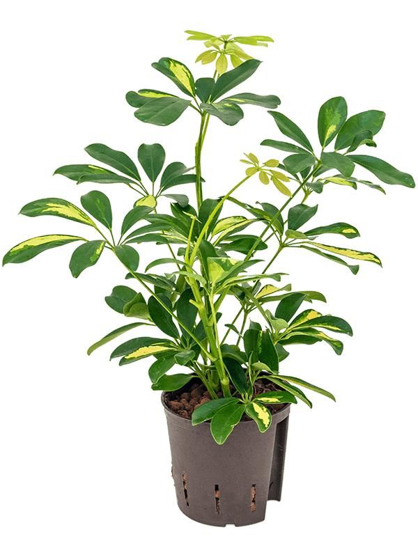 Schefflera arboricola 'Gold Capella', D 13