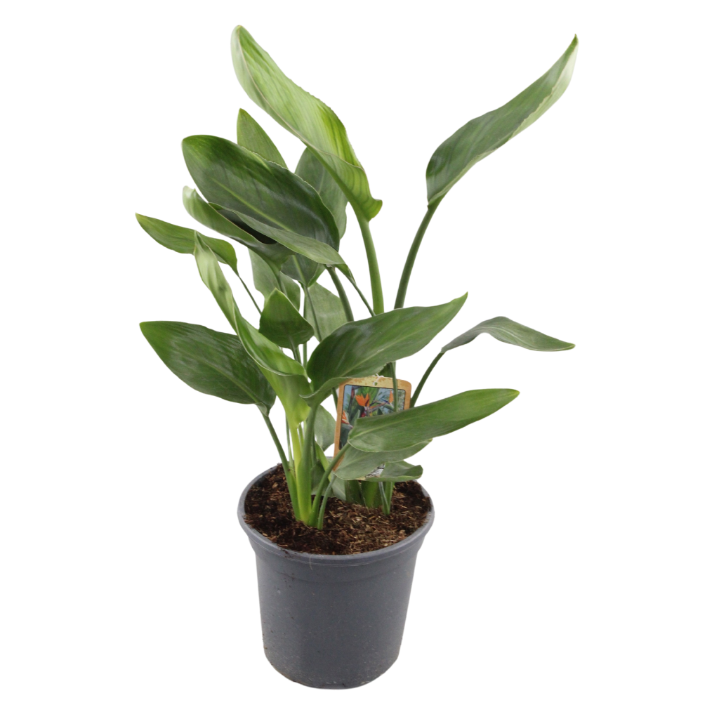 Strelitzia Reginae, D 20