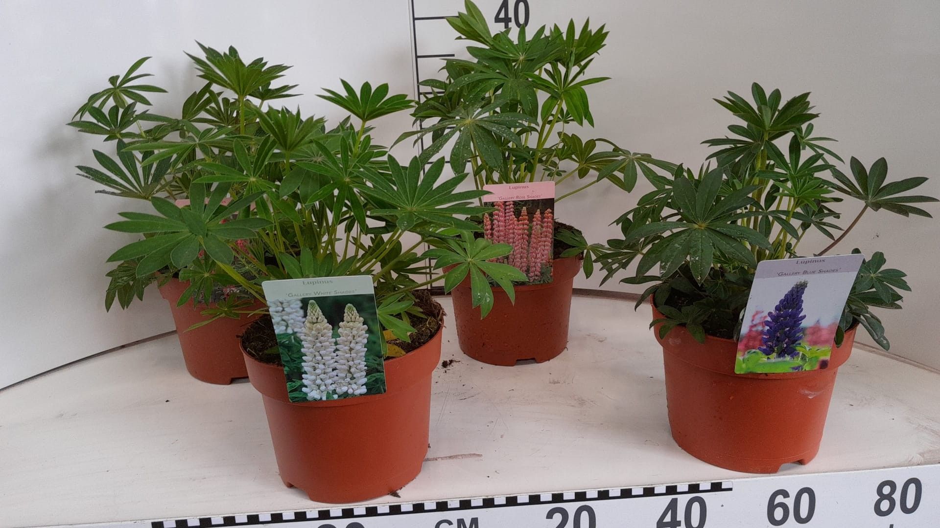 382 DVDS : Pot 19 cm Lupinus mix kleuren rood-roze-wit-blauw-Geel, D 19