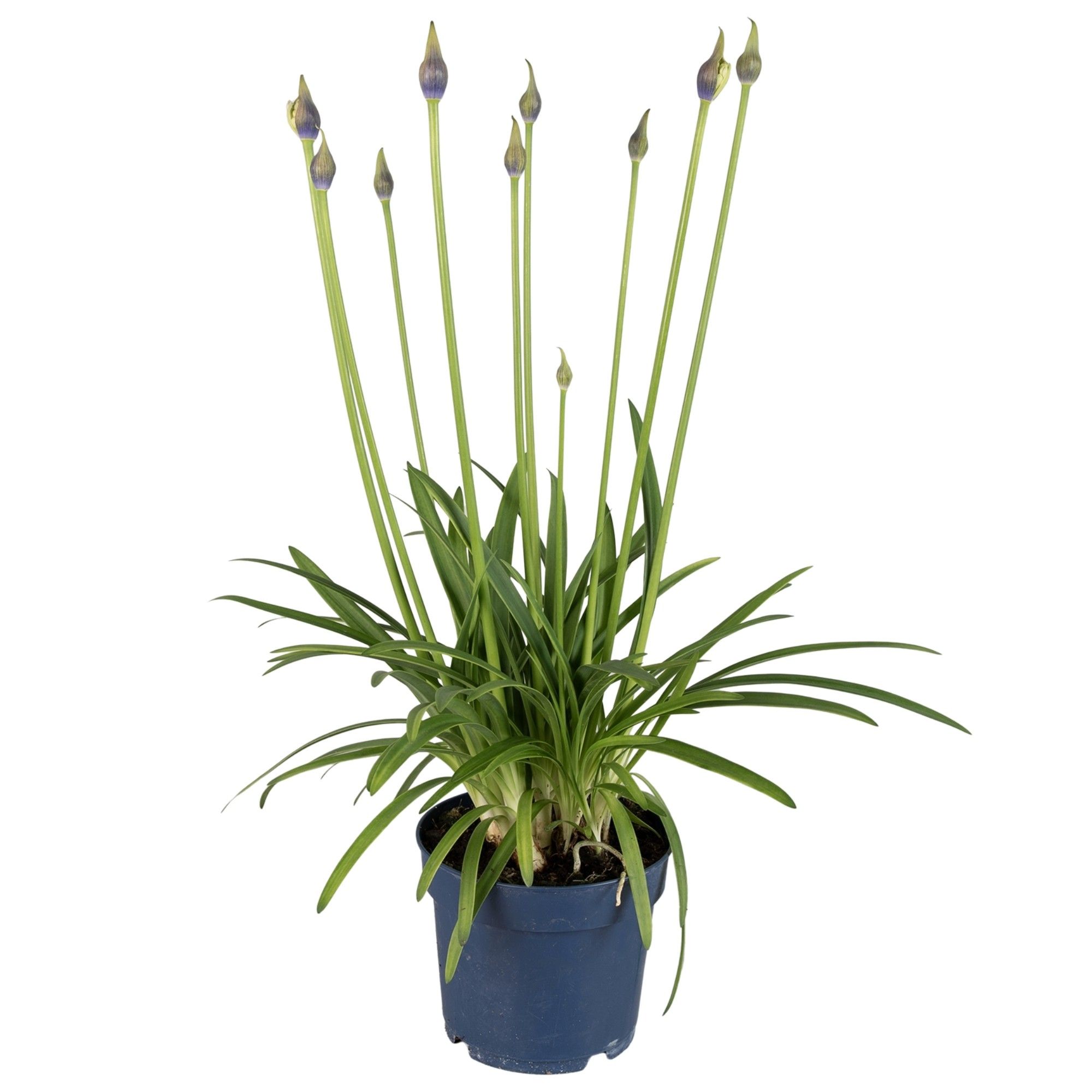Agapanthus Amourette Shocking Blue, 6+ tak, D 17