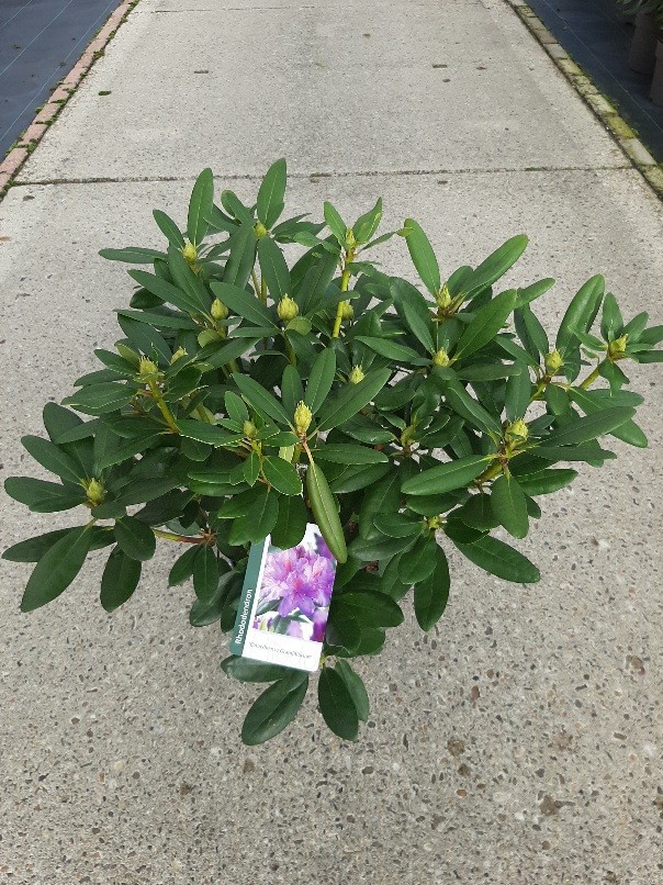 Rhododendron catawbiense Grandiflorum, D 23