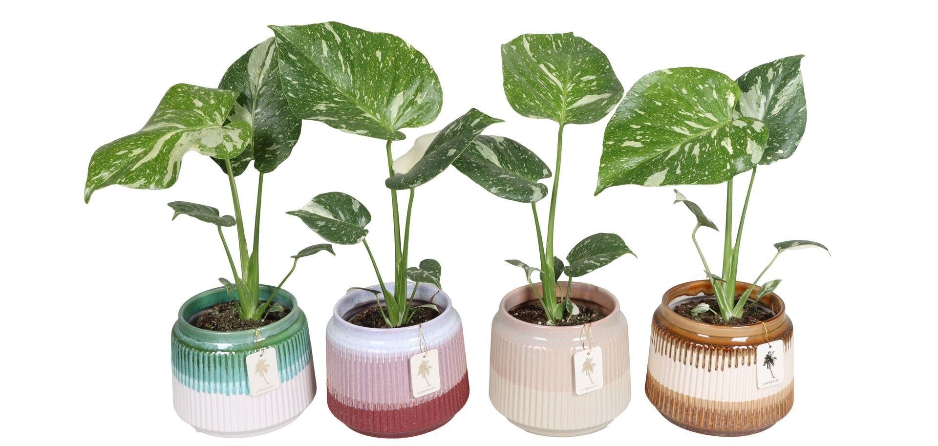 L 67383 With Monstera Thai Constellation 12 cm, D 12