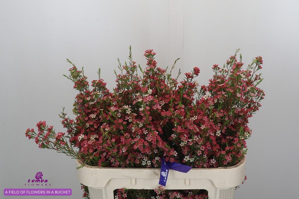 Шамелациум Май Свит Сикстин 70, шт.