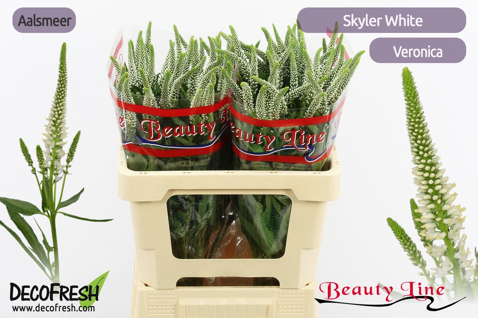 Вероника Скайлер Вайт 55 (бел.), шт.