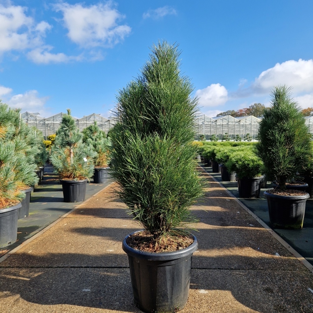 Pinus nigra 'Green Tower', D 36 cm