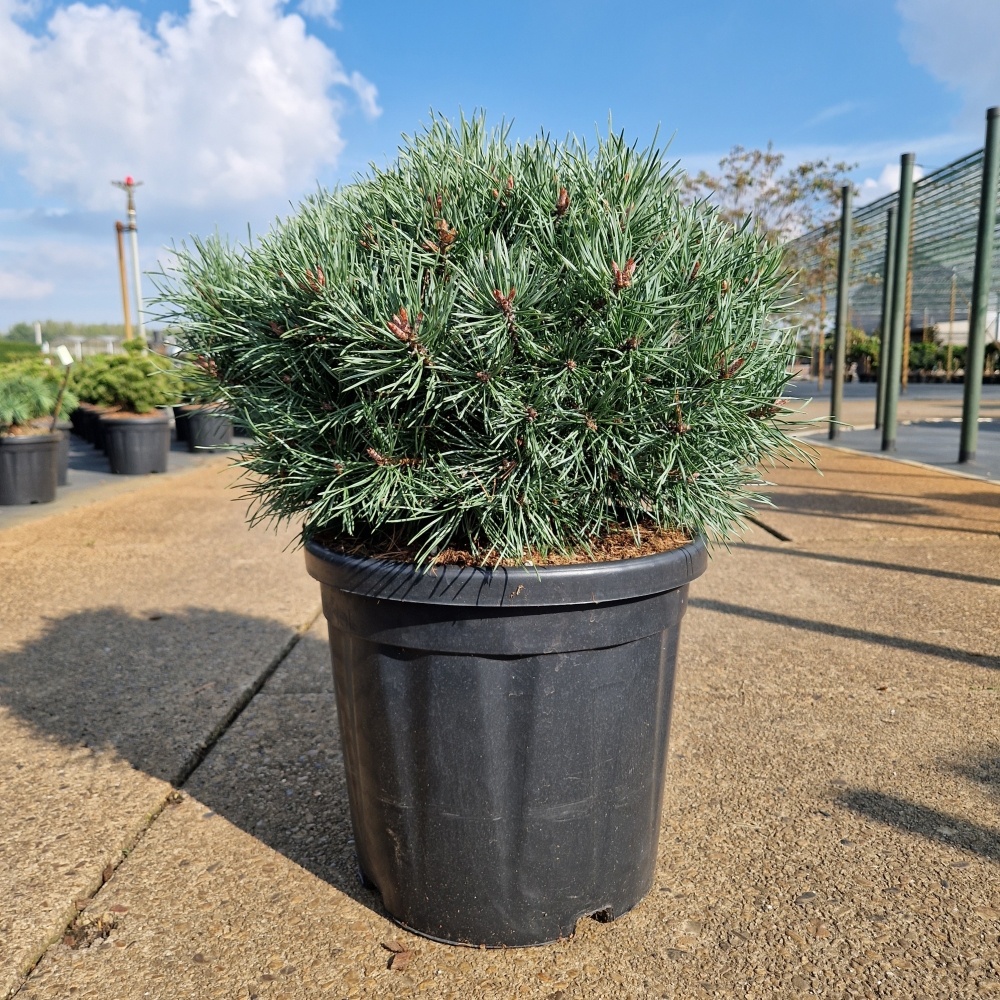 Pinus sylvestris 'Martham', D 32 cm