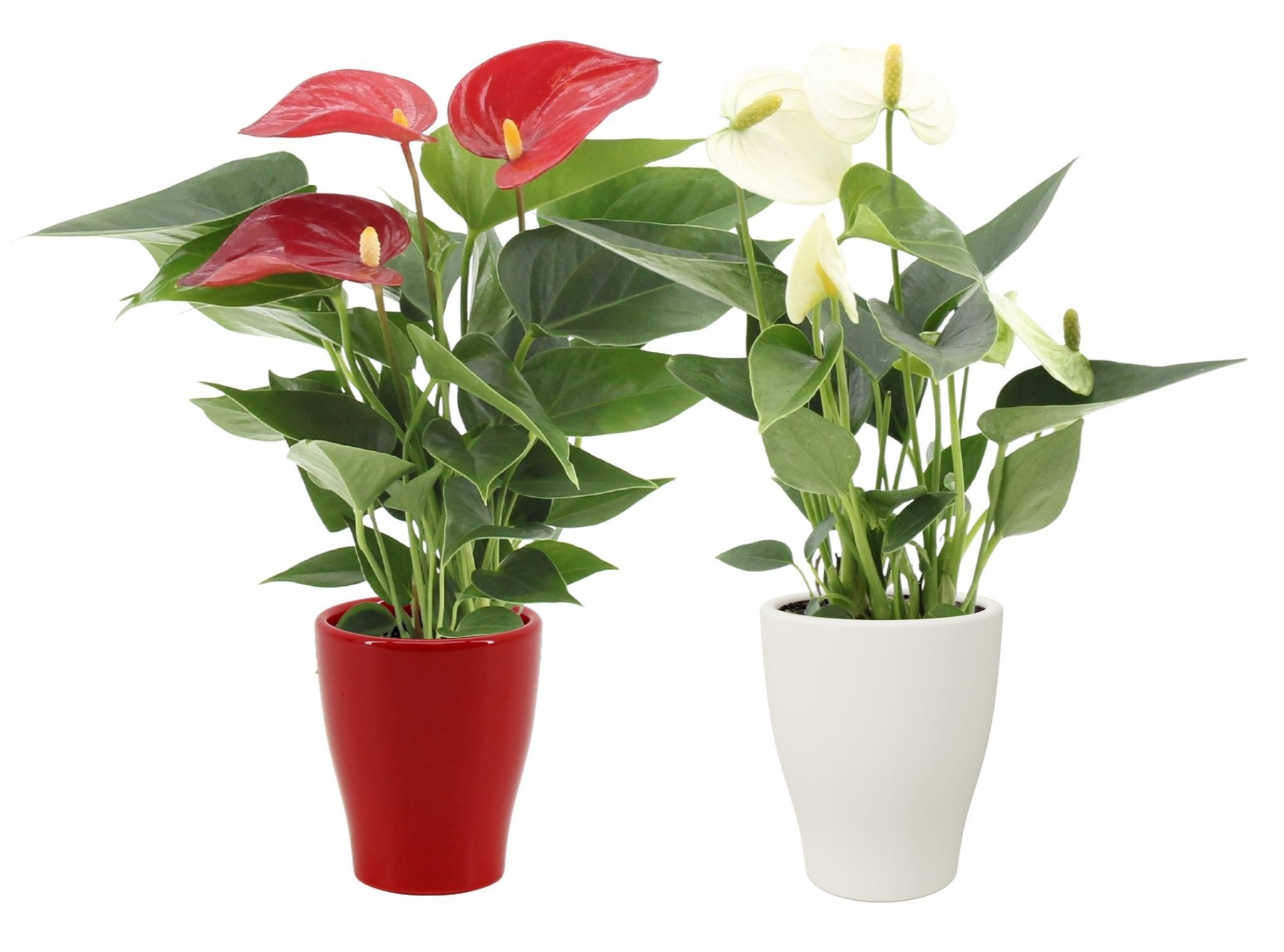 Anthurium 7 cm Red - White mix in Carly ceramics, D 7