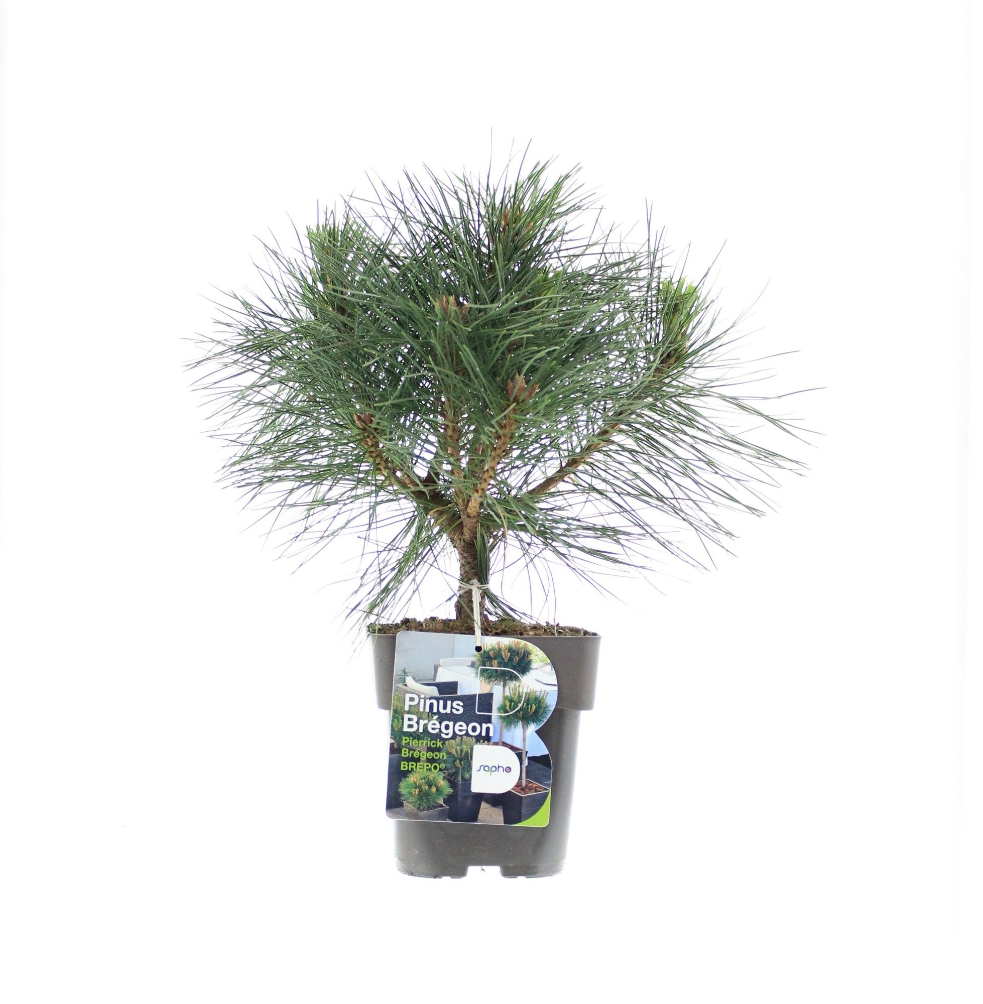 Pinus nigra 'Pierrick Bregeon', D 19