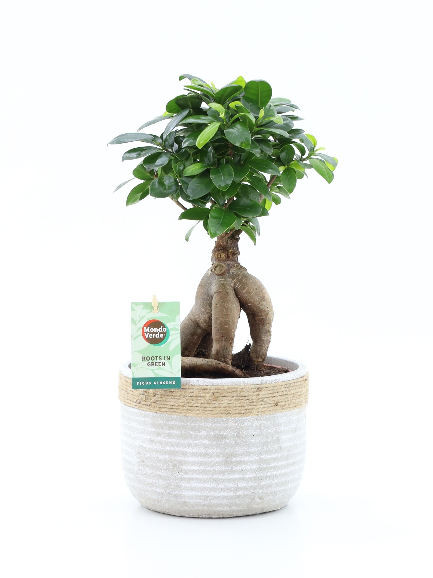 Ficus Ginseng in Sturdy betonpot, D 17