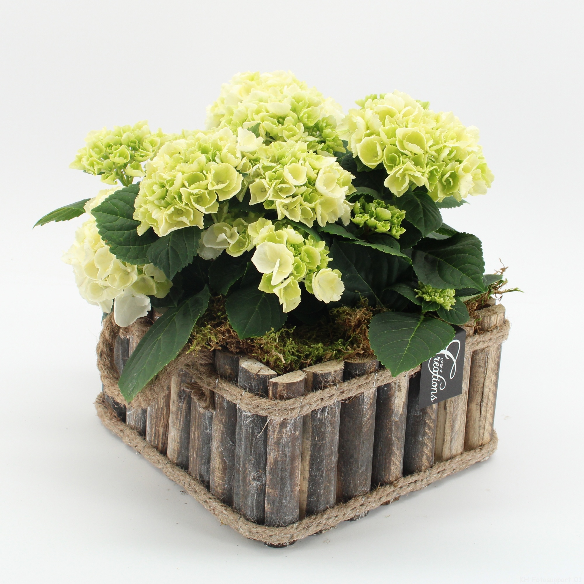 KHCR-2617W Hydrangea creatie, D 23