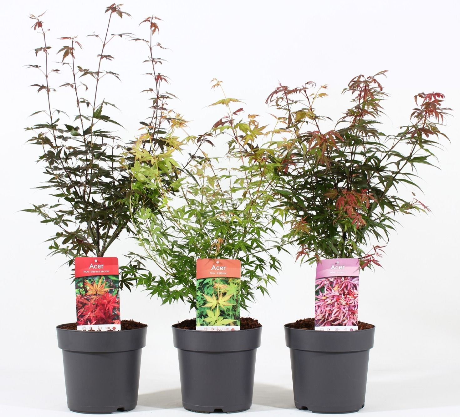 Acer palm. mix P21/C4.6, D 21