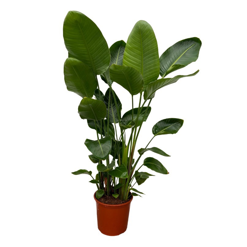 Strelitzia Nicolai 6-stek - 150cm, D 32