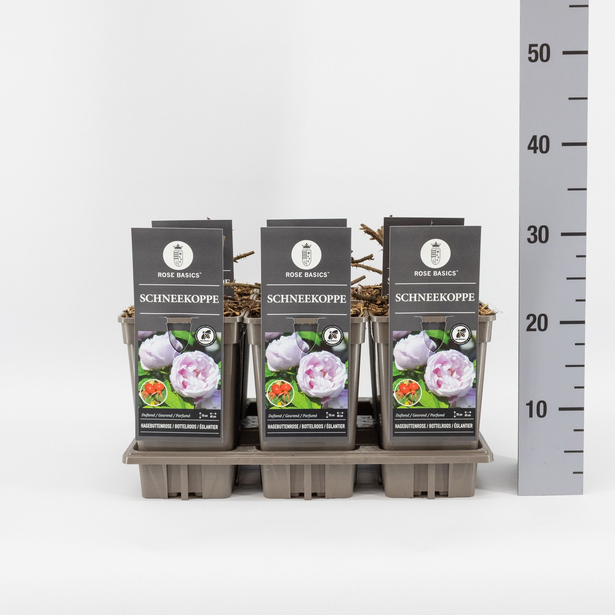 Rosa (R) Schneekoppe, C3, D 17