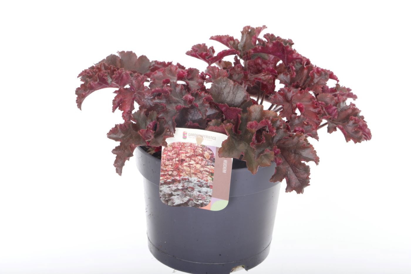 Heuchera Melting Fire, D 17
