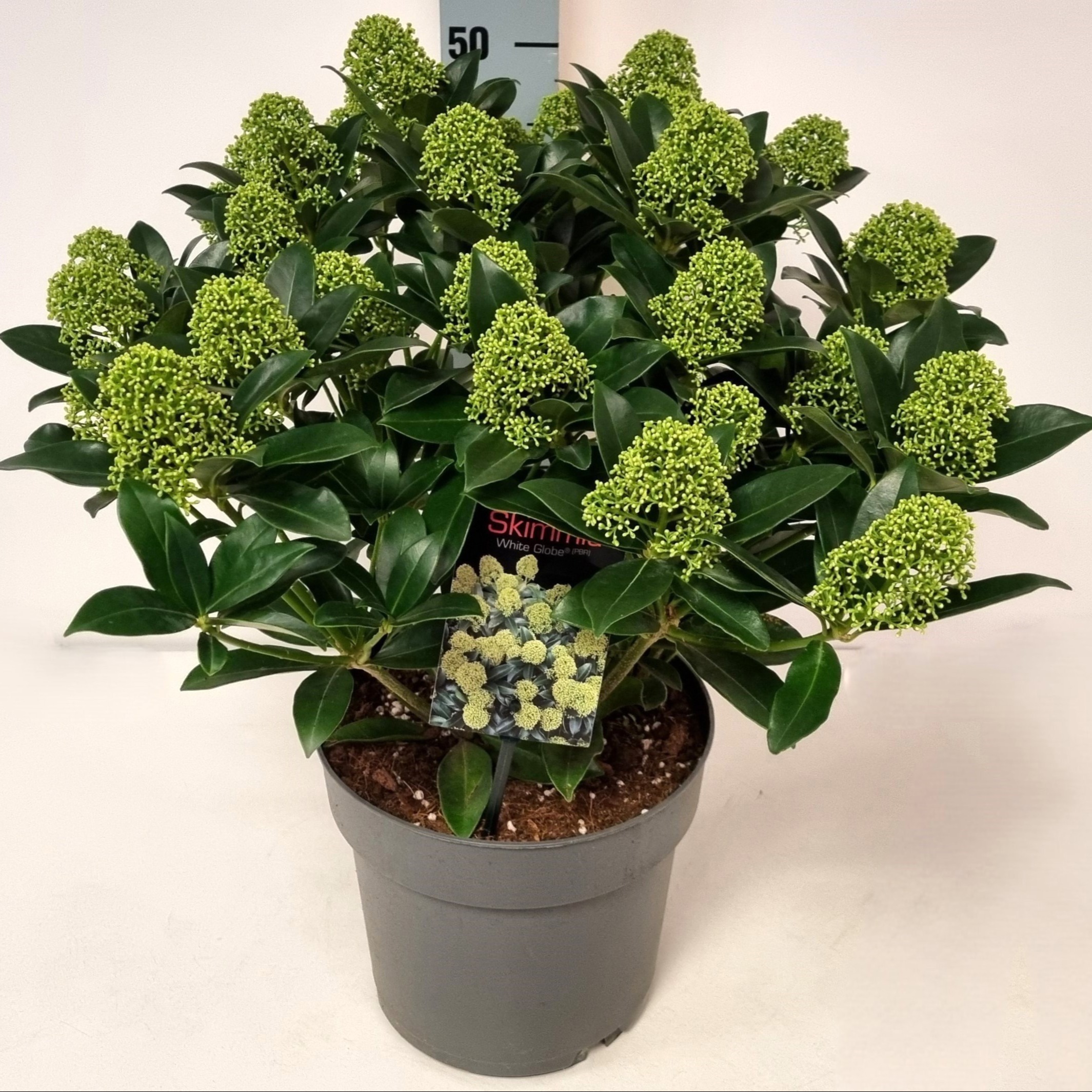 Skimmia jap. 'White Globe' P22, D 22 cm