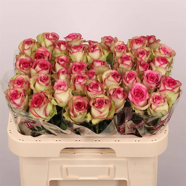 Роза од. Моник 60, шт.