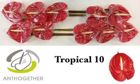 Антуриум Тропикал x10, шт. Антуриум Тропикал x10, шт.