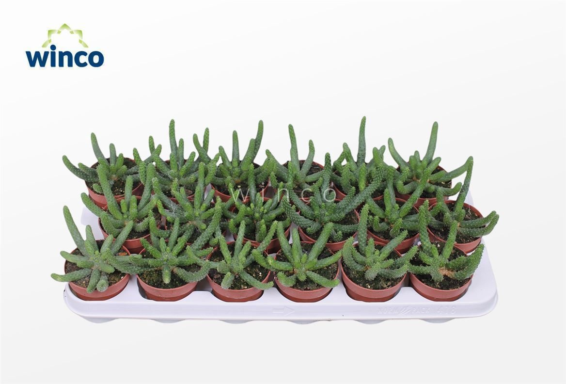 Euphorbia Inermis, D 8,5 cm