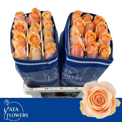 Роза од. Нектарин 50, шт.