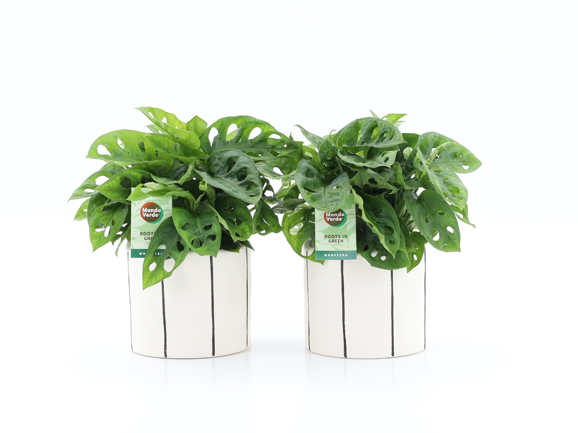 Monstera Adansonii in Banksy keramiek, D 13 cm