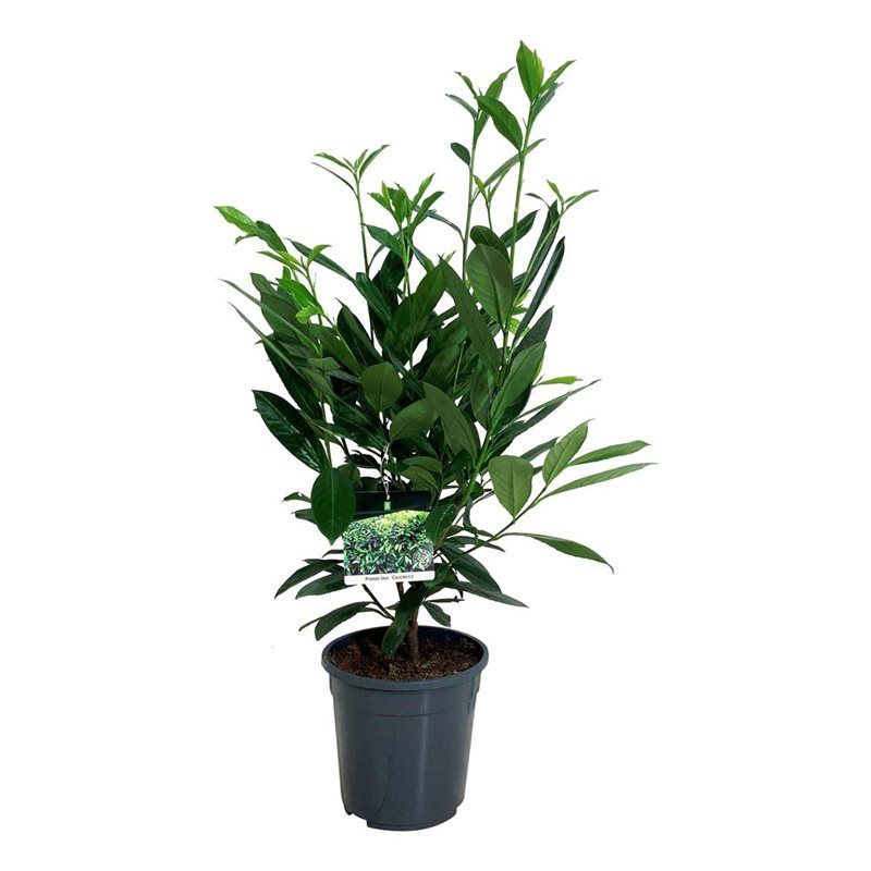 Prunus laur. 'Caucasica', D 24 cm