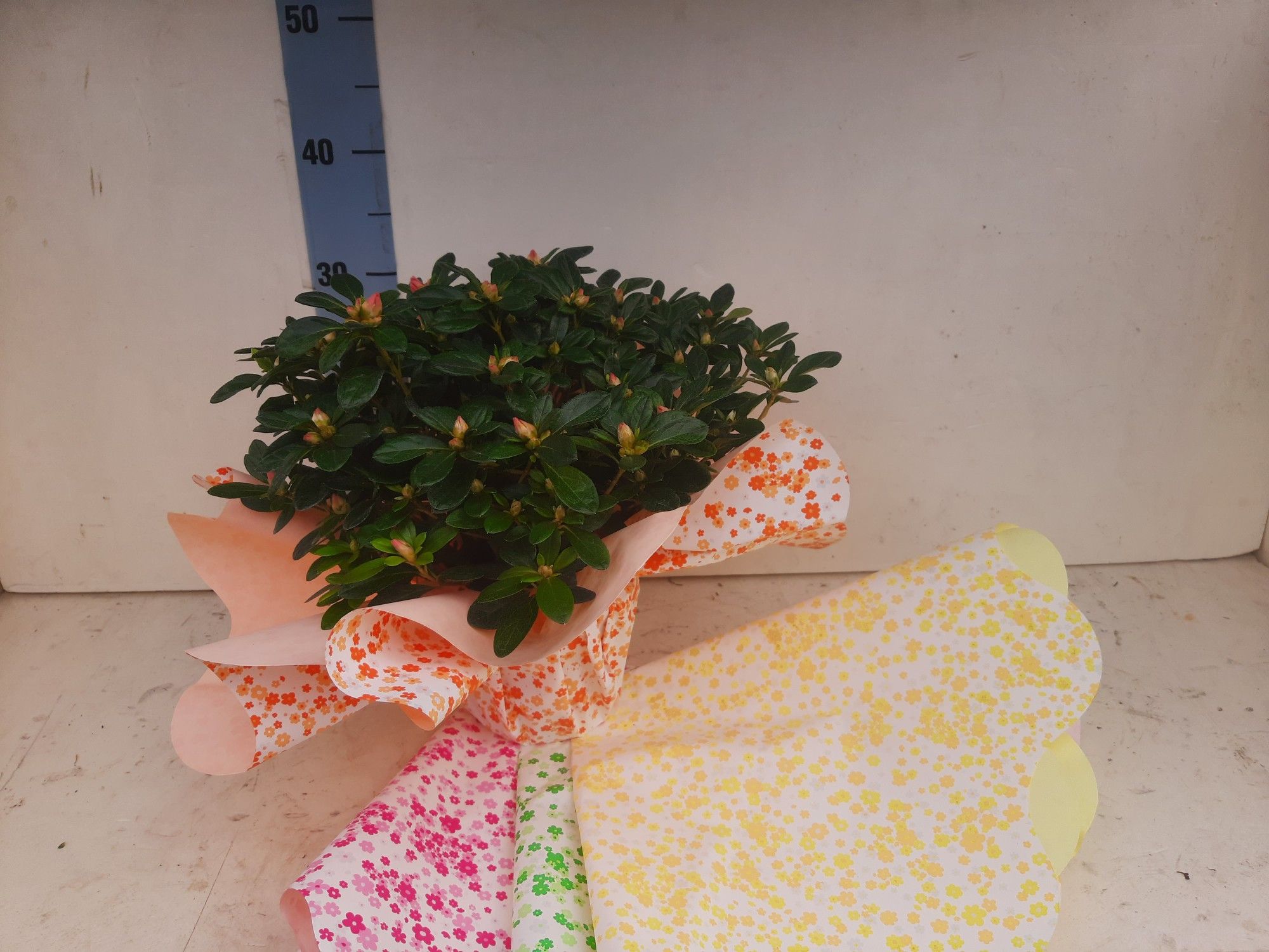 azalea indica zomerrondel 35 cm, D 15