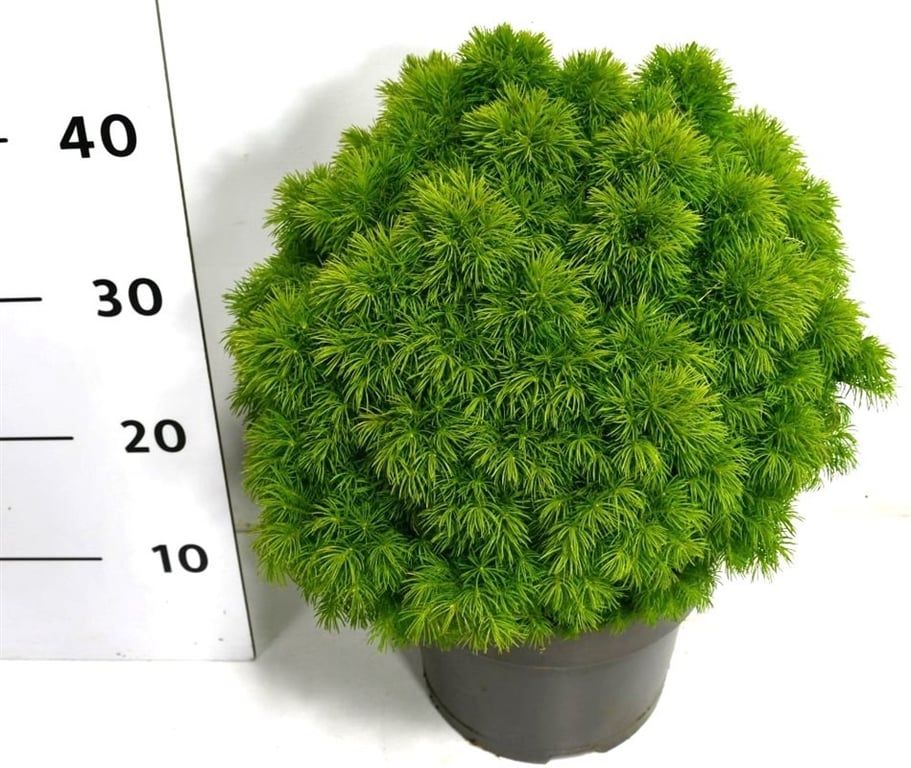 Picea gl. 'Alberta Globe', D 23