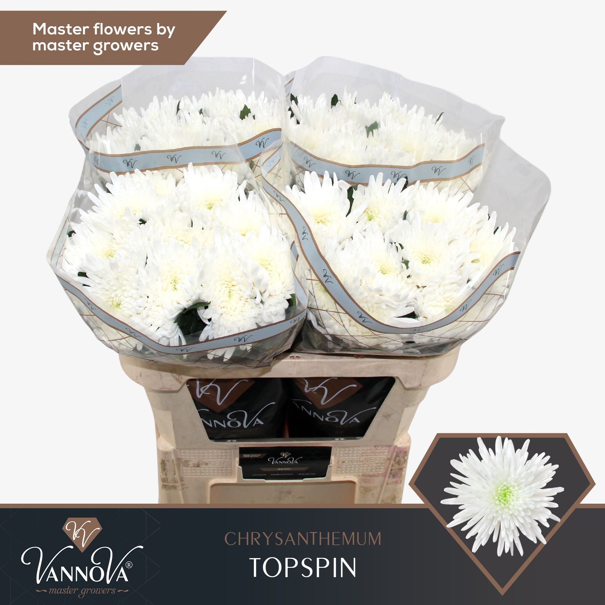 Хризантема од. Топспин 70, шт.