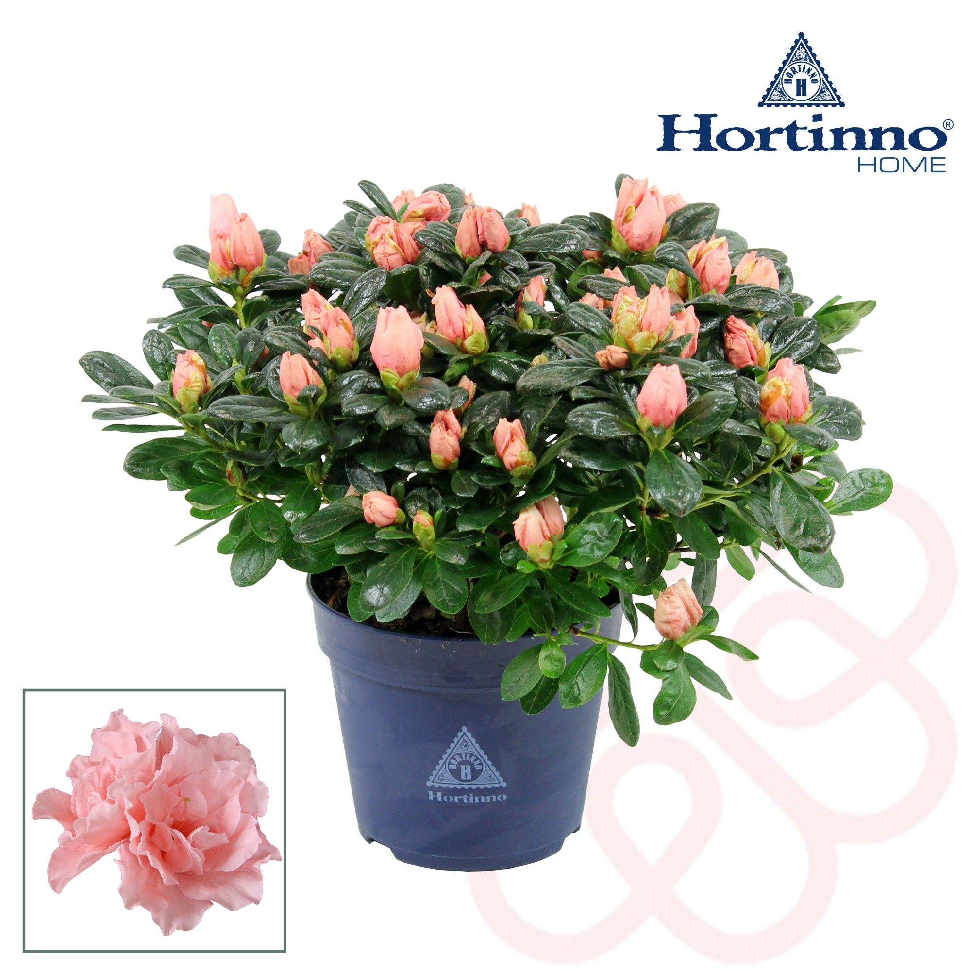 Hortinno® Home 'Christine Matton' 25 - 27 cm, D 13 cm