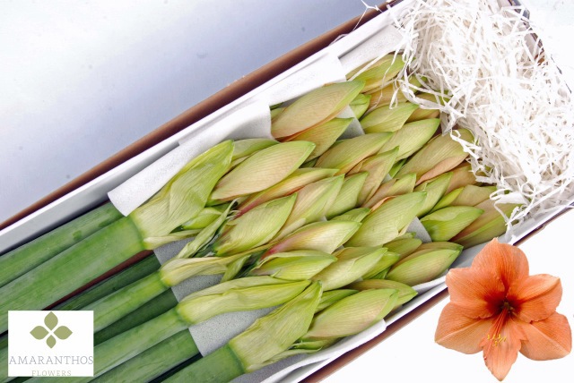 Амарилис Риллона (сальм.) x12, шт.