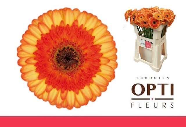 Гермини Колори, шт.