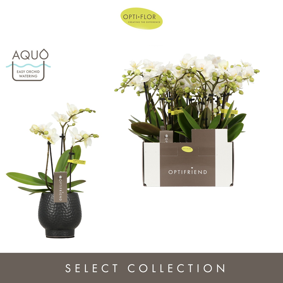 Optifriend Sandra 3 spike in Abruzzo Black Aquo, D 7 cm