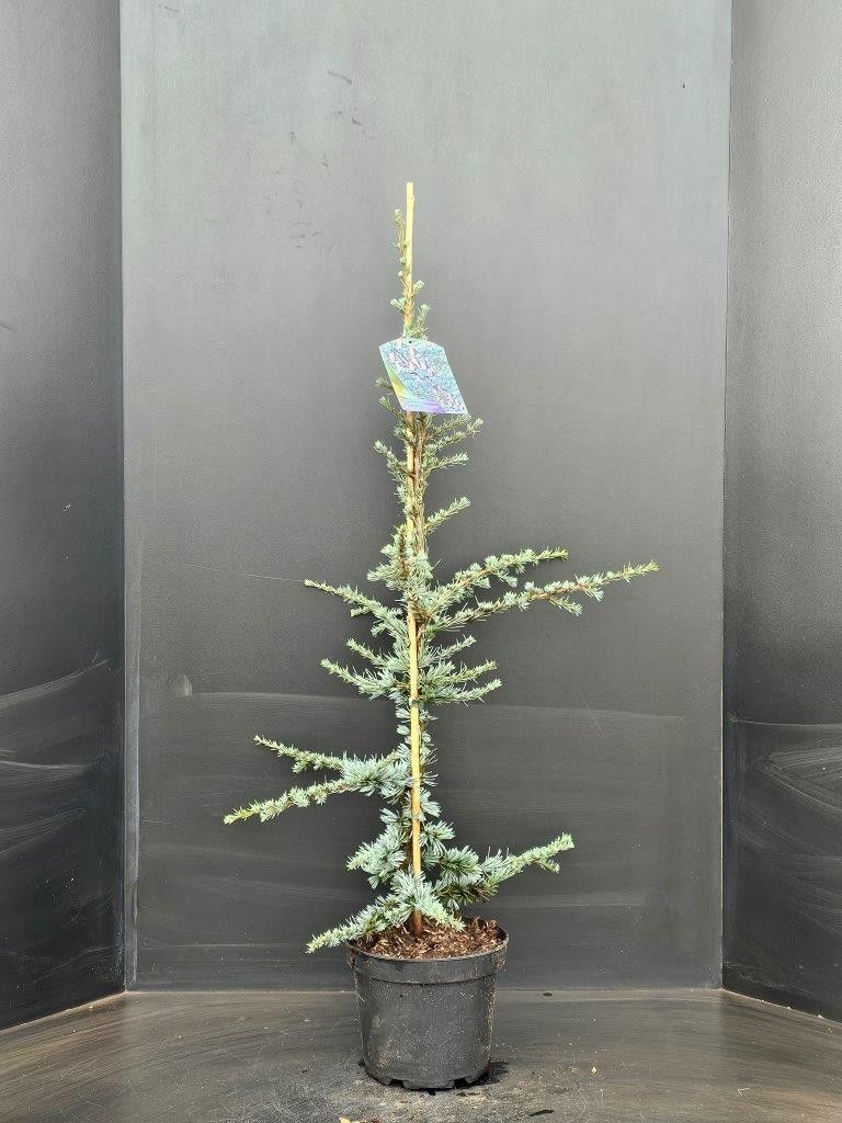 Cedrus libani Glauca, D 23