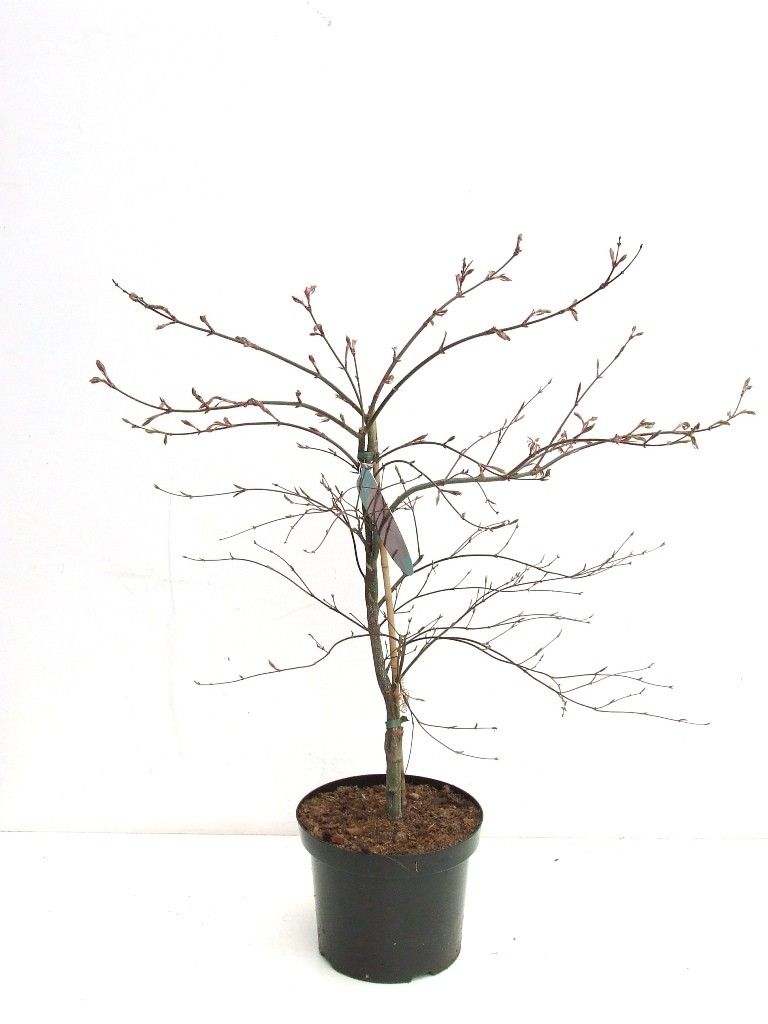 Acer palmatum 'Garnet' P26 Full CC, D 26