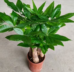 Пахира акватика 14 40 (предзаказ)