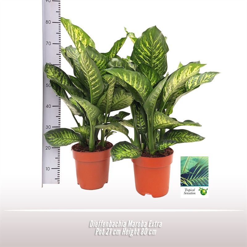 Dieffenbachia Maroba, D 21 cm