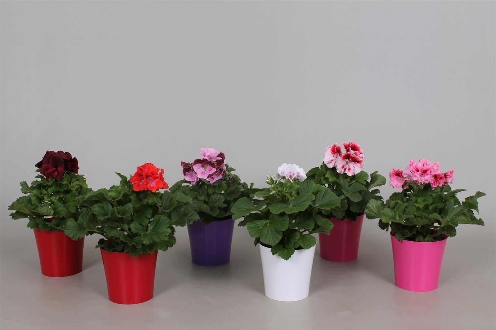 Pelargonium Grandiflorum gemengd in diverse kleuren kunststof pot, D 12