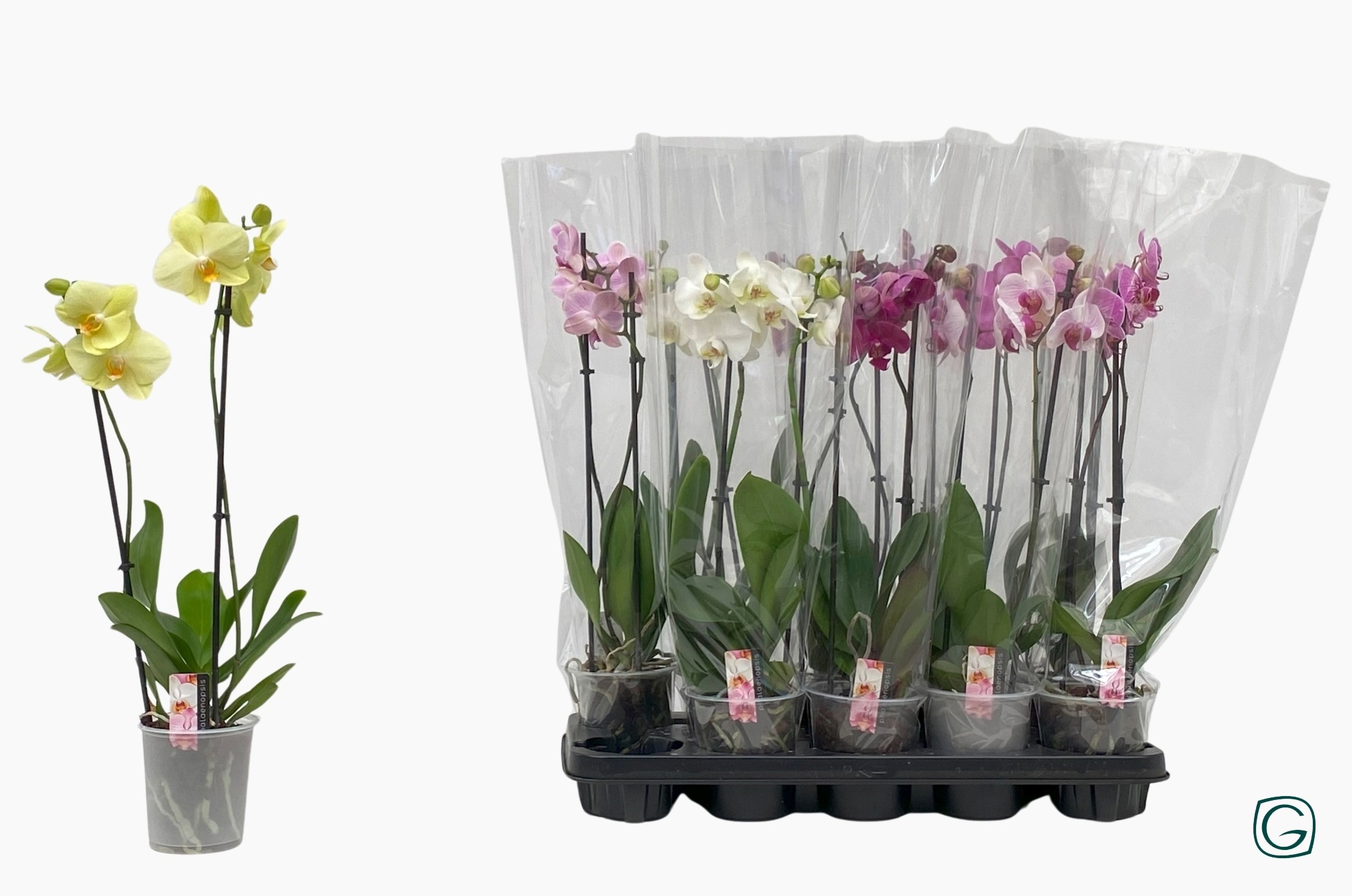 Multiflora 2tk 14+ mix, D 12