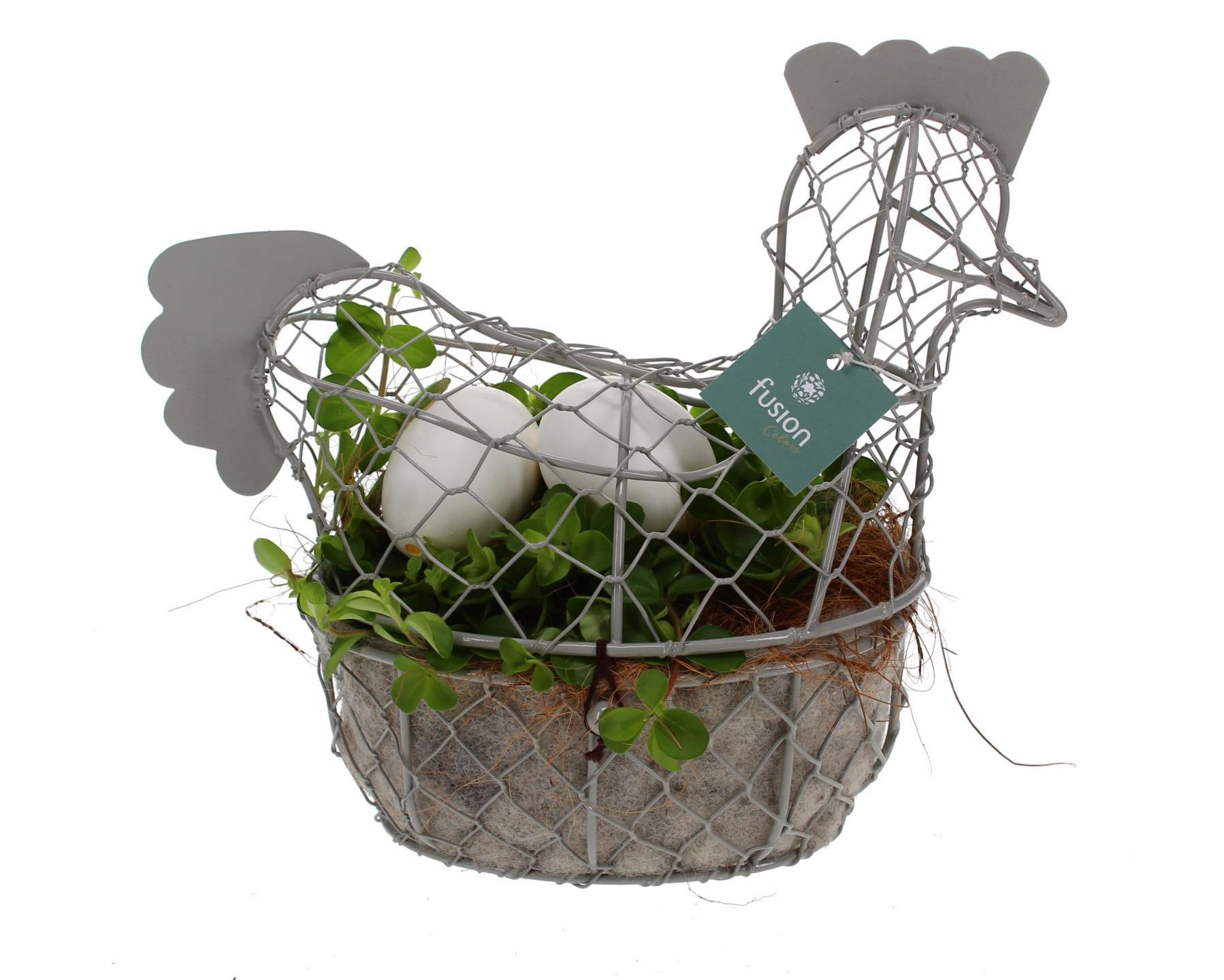 Pasen Kip gaas pastel met Peperomia, D 25