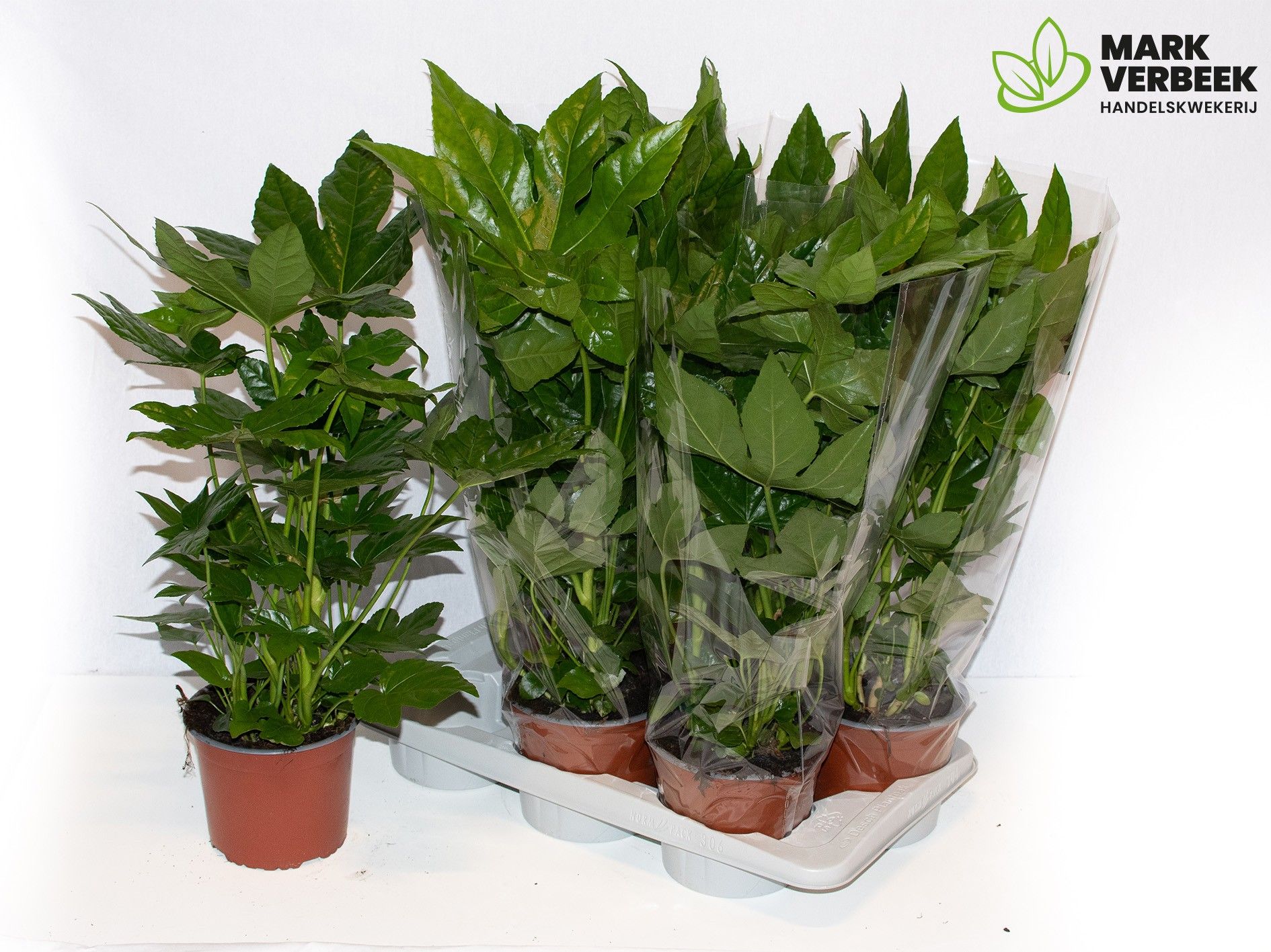 Fatsia japonica overig, D 17